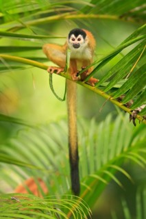 Native only to Costa Rica and Panama, the Black-crowned Central American Squirrel Monkey (Saimiri