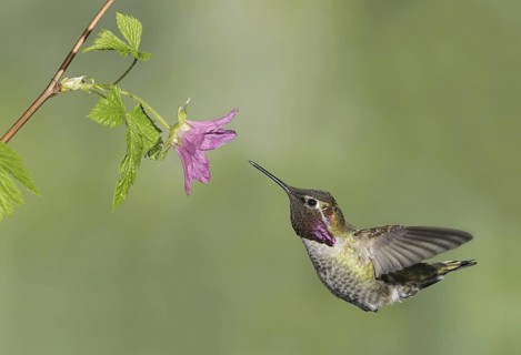 Anna's Hummingbird (Calypte anna), British Columbia, Canada