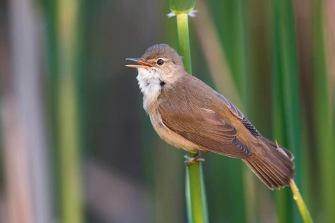 Eurasian Reed Warbler (Acrocephalus scirpaceus) singing in reeds, Poland