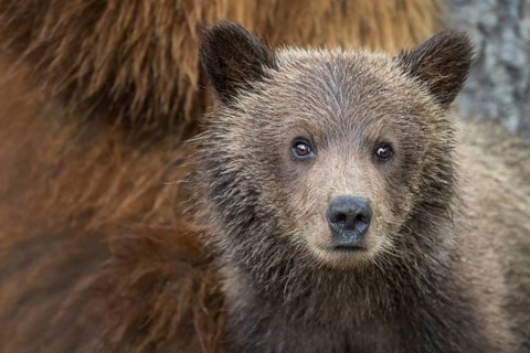 Grizzly Bear (Ursus arctos horribilis) bear cub portrait, British Columbia, Canada