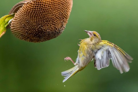 European Greenfinch (Chloris chloris) male at a sunflower (Helianthus annuus), Mecklenburg-Western