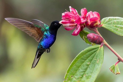 Velvet-purple Coronet (Boissonneaua jardini) feeding at a flower in Colombia, South America