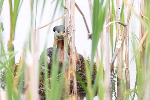 Red-necked Grebe (Podiceps grisegena) sitting on its nest, Virkkula, Liminganlahti, Northern