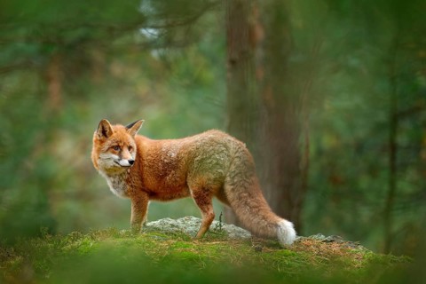 Fox in green forest. Cute Red Fox, Vulpes vulpes, at forest with flowers, moss stone. Wildlife
