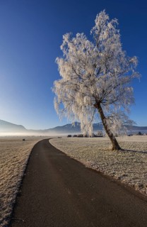 Tree, birch, hoarfrost, fog, path, sunny, mountain landscape, winter, Loisach-Lake Kochel moor,