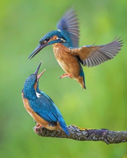 Kingfisher (Alcedo atthis) female on branch, male in flight, pair, mating, courtship, interaction,