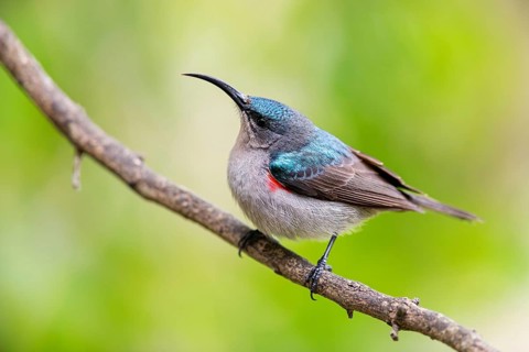 Double-banded Sunbird, Sunbirds, (Cinnyris afer), Garden Route National Park, Wil, Wilderness,