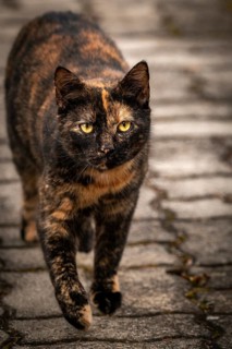 A black-red-brown domestic cat (Felis Catus) walks on paving stones with a focussed gaze, Ternitz,