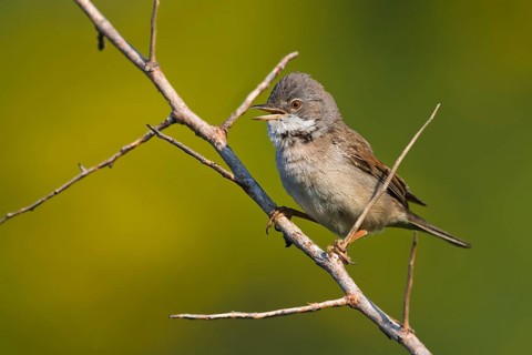 Common Whitethroat (Sylvia communis) male singing, Liguria, Italy