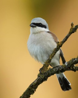 Red-backed Shrike (Lanius collurio) male, Mecklenburg-Western Pomerania, Germany