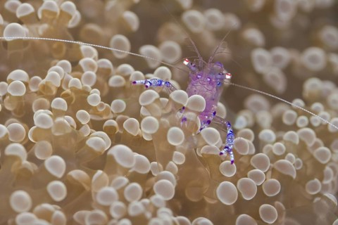 Anemonen-Partnergarnele, Ancylomenes tosaensis Tosa Anemone Shrimp, Ancylomenes tosaensis