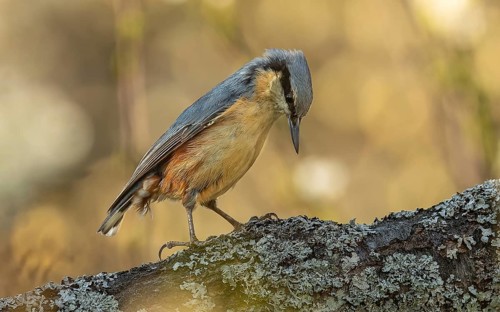 Kleiber (Sitta europaea)