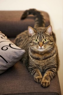 Domestic cat with Mackerel tabby pattern lying on sofa in living room in house