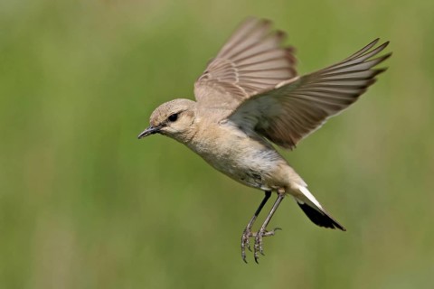 Isabelline Wheatear (Oenanthe isabellina), Bulgaria