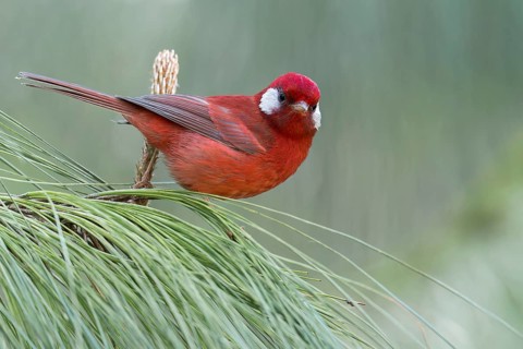 Red Warbler (Cardellina rubra) perched on a branch in Oaxaca, Mexico