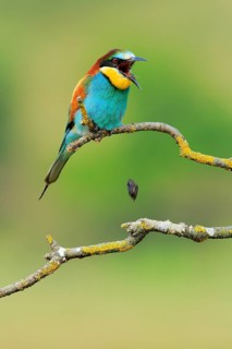European Bee-eater (Merops apiaster) male regurgitating pellet, Andalusia, Spain
