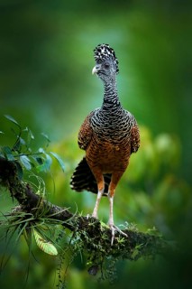 Bare-faced Curassow, Crax fasciolata, big black bird with yellow bill in the nature habitat, Costa