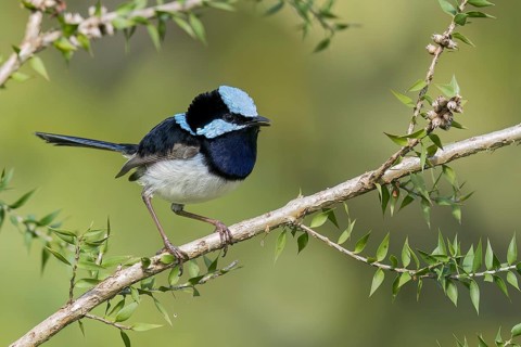 Superb Fairywren (Malurus cyaneus) perched on a branch in eastern Australia