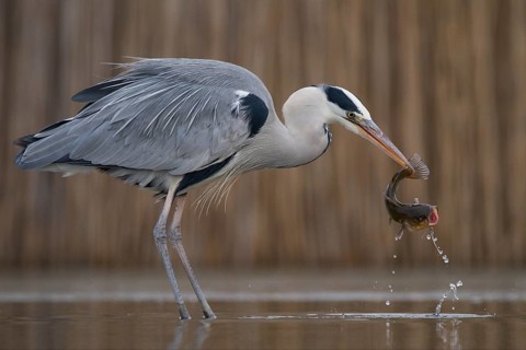 Grey Heron (Ardea cinerea) with fish prey in beak, Pusztaszer, Hungary