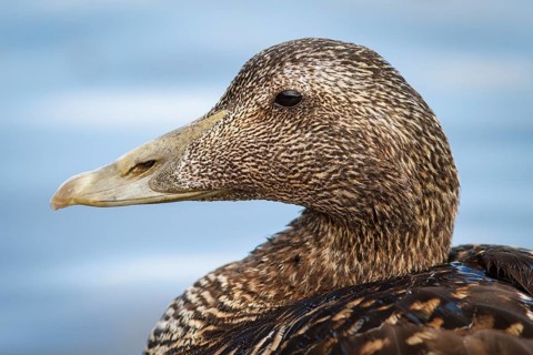 Common Eider (Somateria mollissima), female, Seahouses, United Kingdom