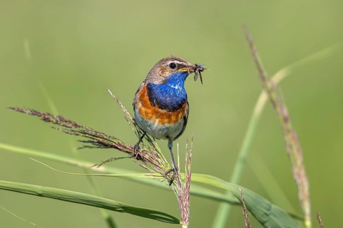 Bluethroat (Luscinia svecica cyanecula) male perched in reedbed with insect prey in beak,