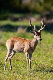 Pampas deer (Ozotoceros bezoarticus) Pantanal Brazil