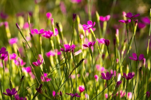 A colorful array of pink dianthus flowers basking in sunlight, showcasing their delicate petals