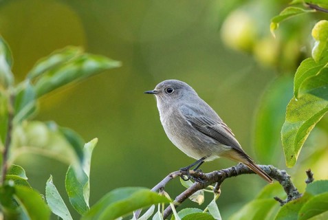 Black Redstart (Phoenicurus ochruros) juvenile perched on a branch, Brandenburg, Germany