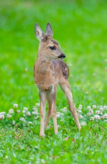 Roe deer (Capreolus capreolus), fawn standing in a meadow and looking attentively, Germany