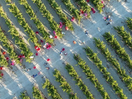 Vintage at the vineyard of the Bodega González Byass near the town of Jerez de la Frontera. Aerial