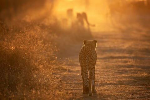 Cheetah (Acinonyx jubatus) back view of group walking into sunset on trail, Castile-La Mancha,