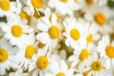 A close-up image of vibrant summer daisies showcasing white petals and golden centers. The floral