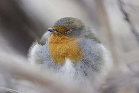 European Robin (Erithacus rubecula) sleeping, Mecklenburg-Western Pomerania, Germany