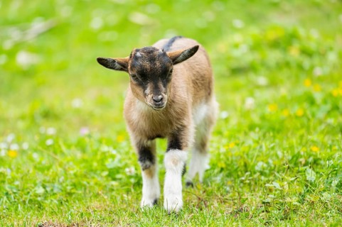 Domestic goat (Capra aegagrus hircus) kid walking on a meadow in spring, Bavaria, Germany