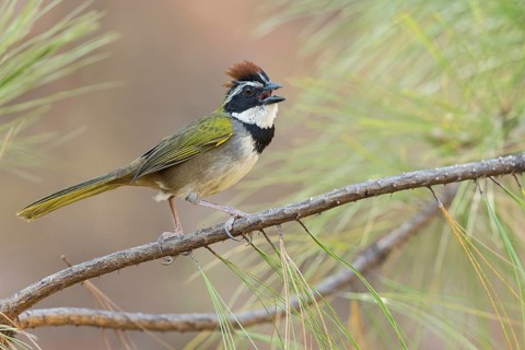 Collared Towhee (Pipilo ocai) perched on a branch in Oaxaca, Mexico