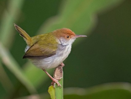 Common Tailorbird (Orthotomus sutorius), Sri Lanka