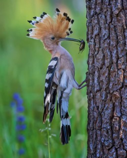 Eurasian Hoopoe (Upupa epops) with food in beak, Saxony-Anhalt, Germany