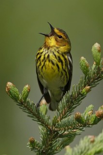 Cape May Warbler (Setophaga tigrina) singing, Manitoba, Canada