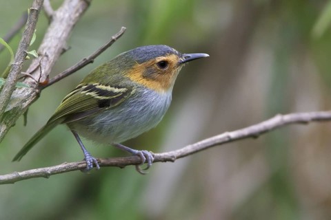 Ochre-faced Tody-Flycatcher (Poecilotriccus plumbeiceps) perched on a branch in Bolivia, South