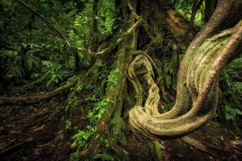 Tropical lianas can grow to the thickness of a human thigh. These impressive giants support a whole
