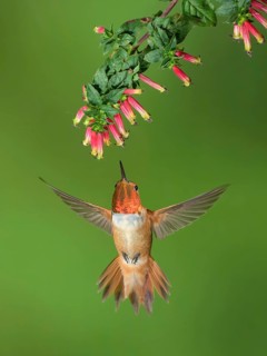 Rufous Hummingbird (Selasphorus rufus) male flying while feeding at flower nectar, Colorado, USA