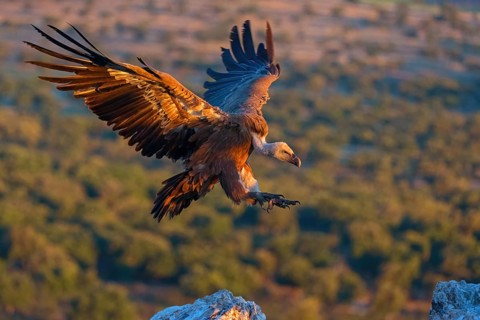 Griffon Vulture, Eurasian Griffon Vulture, Griffon Vulture, Eurasian Griffon, (Gyps fulvu), Vautour