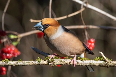 A male hawfinch (Coccothraustes coccothraustes) sits on a branch covered in moss with red berries