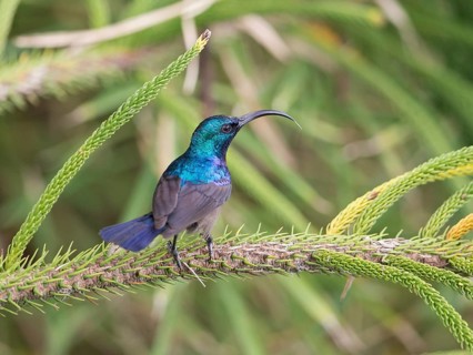 Loten's Sunbird (Cinnyris lotenius) male, Sri Lanka