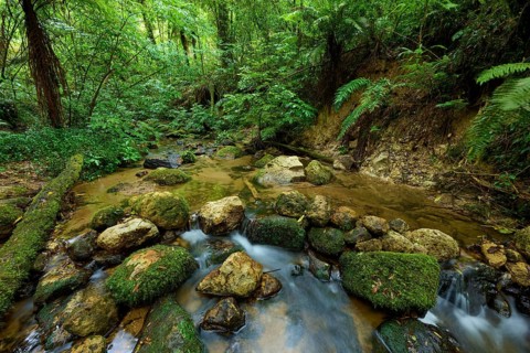 Quiet stream flows through a forest with moss-covered rocks and lush vegetation, Waterfall track,