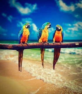 Vintage retro effect filtered hipster style image of tropical vacation concept, three parrots