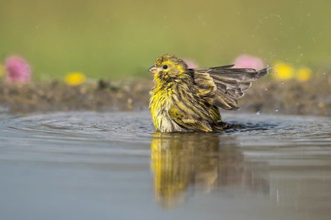 European Serin (Serinus serinus) male bathing, Aosta Valley, Italy
