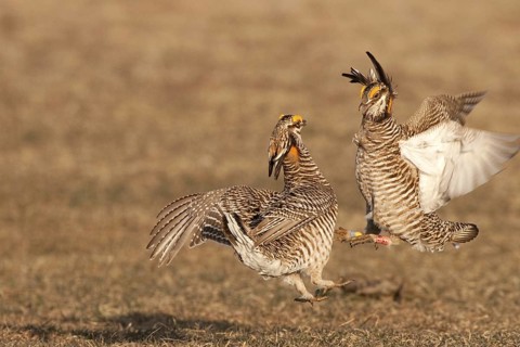 Greater Prairie Chicken (Tympanuchus cupido) male, Wisconsin, USA