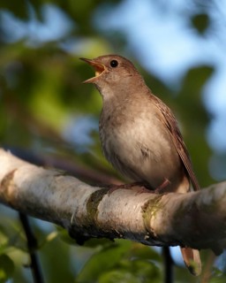 Thrush Nightingale (Luscinia luscinia) singing, Mecklenburg-Western Pomerania, Germany