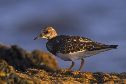 Ruddy Turnstone (Arenaria interpres), Andalusia, Spain